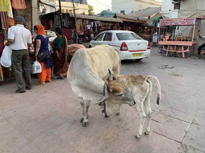 假设你要去印度请问需要注意什么,要去印度买什么东西