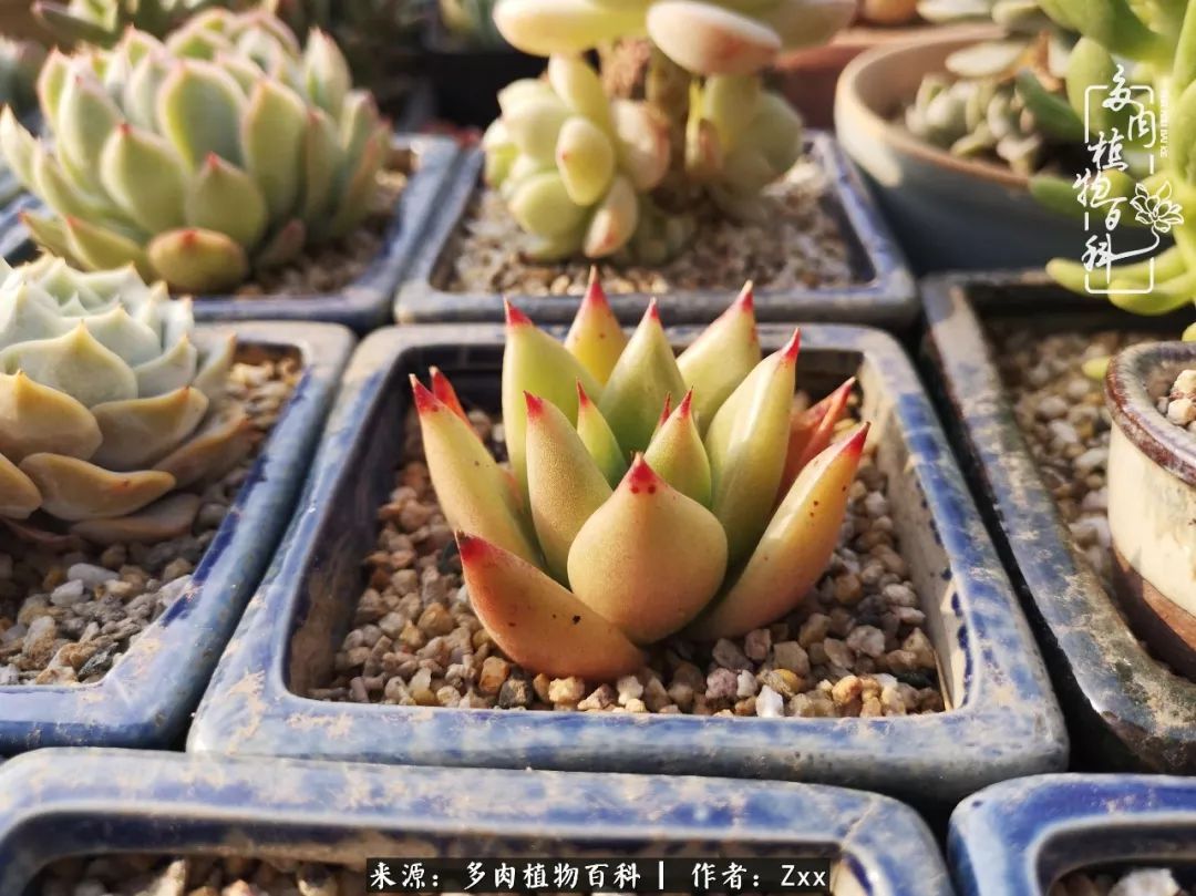 多肉怎么才能养得又美又胖,多肉的特点20个字