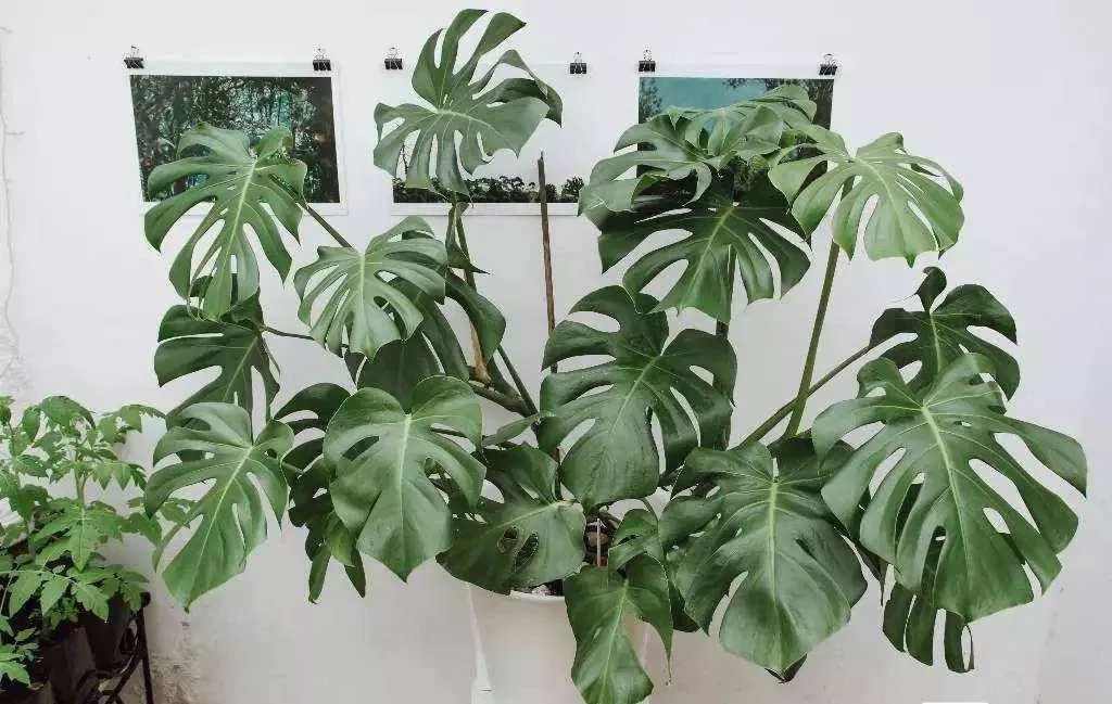 什么植物去甲醛最好又适合放卧室,吸甲醛最好的植物排行