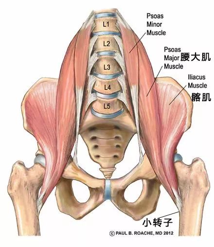 大腿根部嘎嘣响是怎么回事,大腿根内部关节咯嘣响