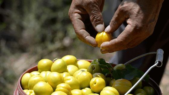 果期仅15天，*安泰**半野生珍珠杏！一口咬下满满桂花香，从牙齿蜜甜到腰！|吃货精选