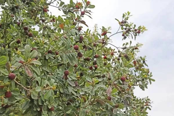 今年的杨梅哪里有采摘的,端午节摘杨梅的地方