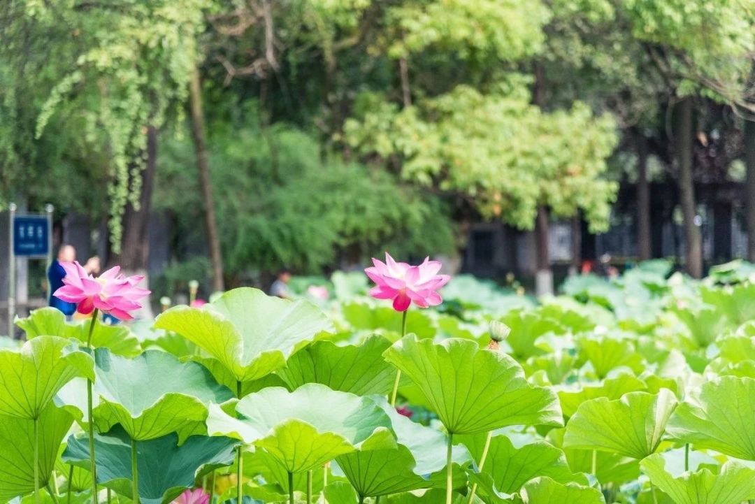 成都13处历史建筑,成都曾经的老建筑