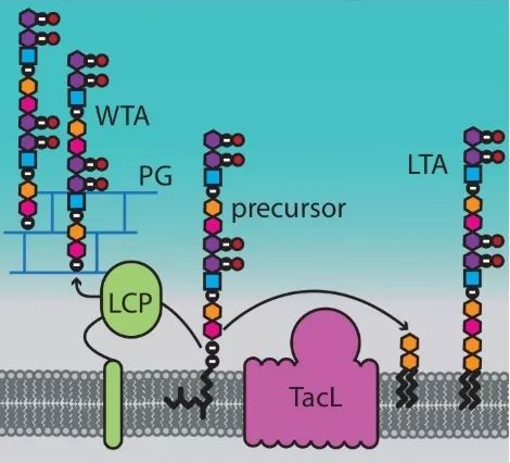 Boom!!杀菌就是爆炸!哈佛科学家终于揭开青霉素炸开细菌的50年谜题丨科学大发现