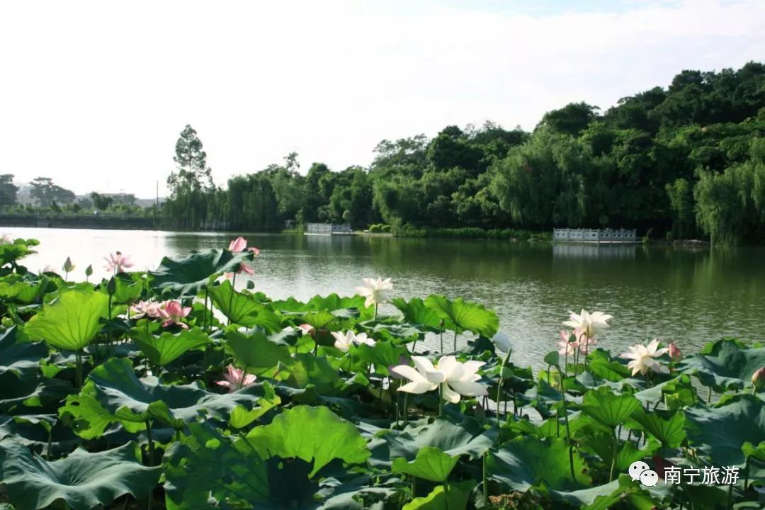 推荐|竹风清爽、碧莲夭夭,一起来南宁狮山公园观赏竹林荷花吧