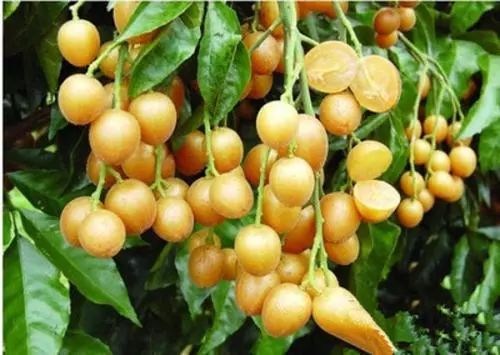 全身是宝的药,全身都是宝的种子