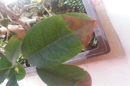桂花叶子干枯怎么办呢,新栽桂花树苗叶子干枯