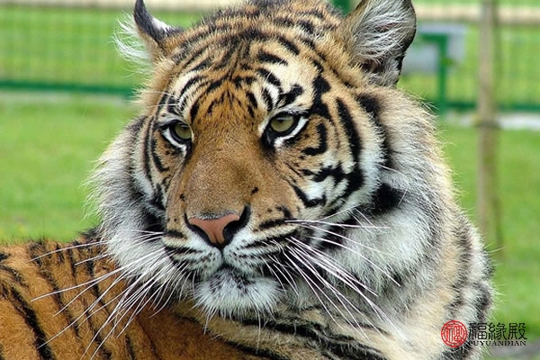 74年的虎2026属虎人全年运势,86年的虎2022属虎人全年运势