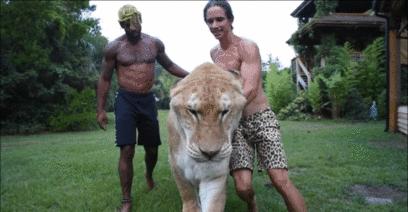 体重319公斤温柔巨兽 (319公斤的温柔巨兽)