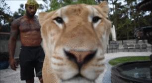 体重319公斤温柔巨兽 (319公斤的温柔巨兽)