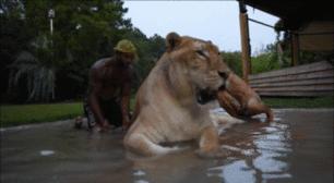 体重319公斤温柔巨兽 (319公斤的温柔巨兽)