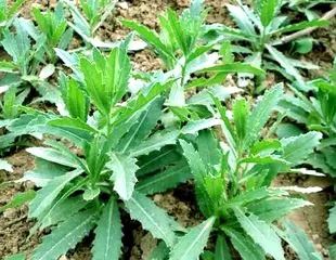 乙莠玉米苗前专用封闭除草剂,玉米封闭除草剂药害怎么缓解