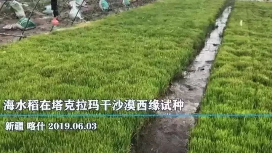 海水稻是什么农业,什么是海水稻的重要特征