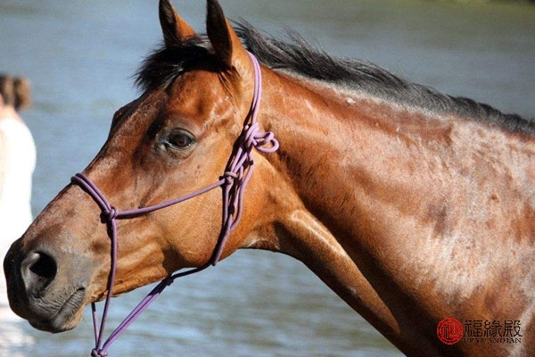 90年属马男的婚姻状况怎么样,54年属马的与属马的婚配如何