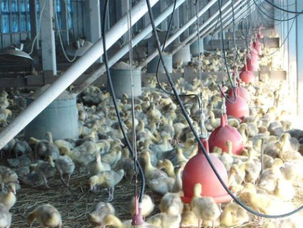 鹅球虫病用什么药？怎么选择？