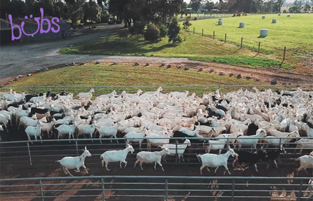 风很大美赞臣,风很大的国产奶粉