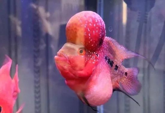 罗汉鱼不起头后期补救方法,18罗汉如何快速起头