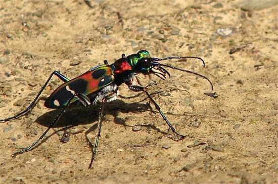 你还知道益虫有哪些,各种益虫有哪些