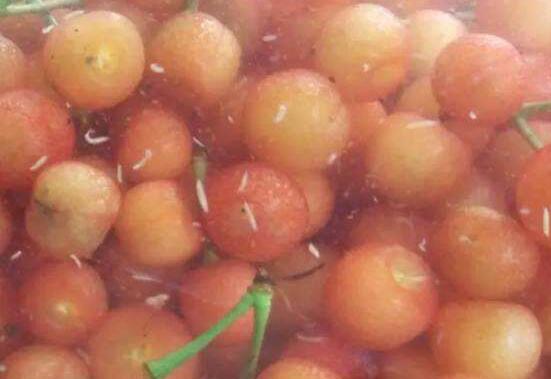 樱桃里面有虫子是怎么回事能吃吗,樱桃里面有虫子可以吃吗