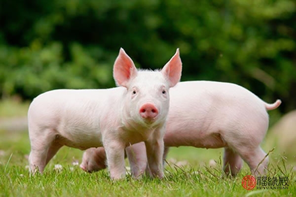 1995年出生的属猪人男婚姻运势,1995年属猪女2024运势婚姻