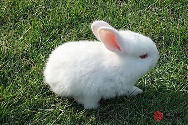 87年属兔男婚姻怎样,属兔男87年婚姻怎样