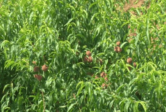 泌阳老品种桃子成熟了,息烽哪些地方桃子成熟了