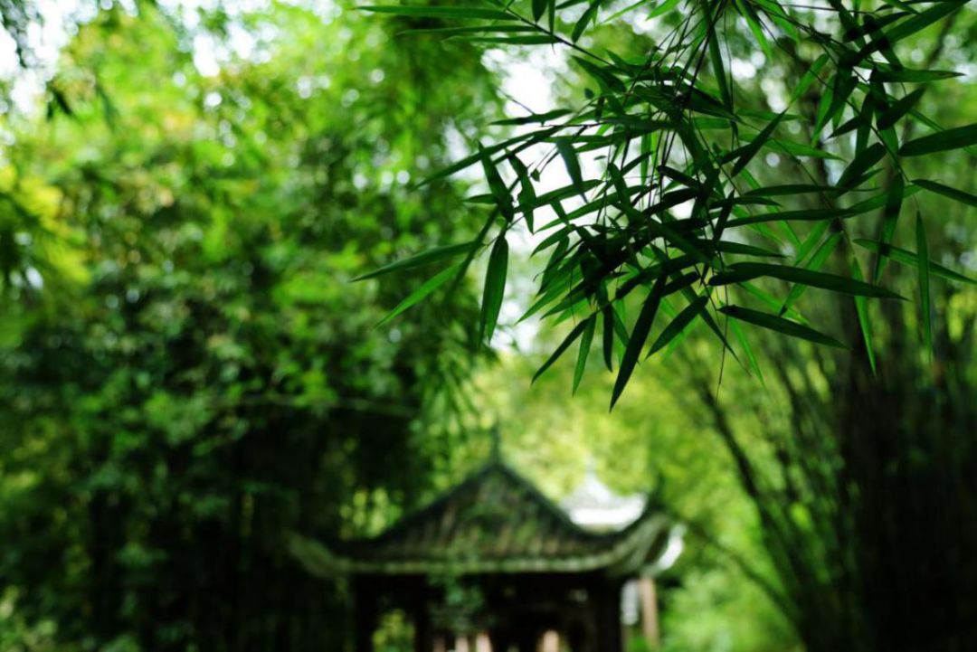 这个夏天，一起来狮山公园观竹赏荷吧！