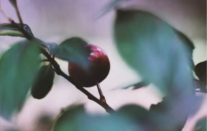 瀹夊笀澶ц瓒呰秺瀹夊ぇ,瀹夊笀澶у畨鍐滃ぇ