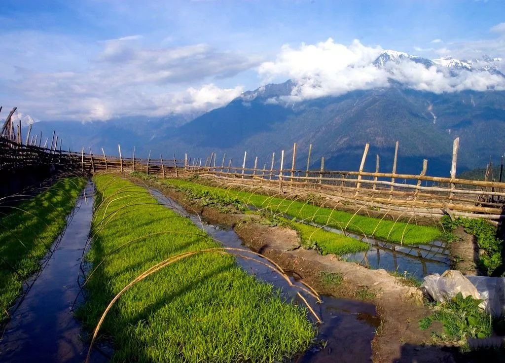 真相揭秘:化肥为什么被称为“土地*片鸦**”