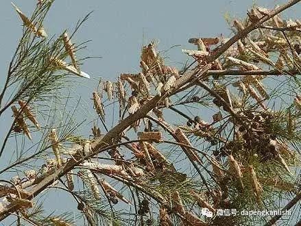 王莽为什么可以当皇帝,王莽是不是一个合格的皇帝