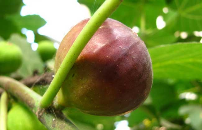 无花果干要怎么保存,无花果枝条冬季保存