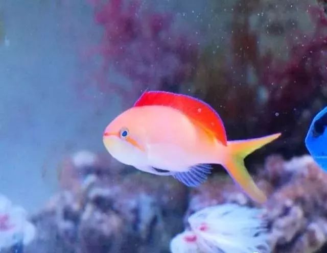 海金鱼状态不好怎么处理,草金鱼养着养着褪色了是怎么回事