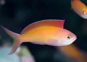 海金鱼状态不好怎么处理,草金鱼养着养着褪色了是怎么回事