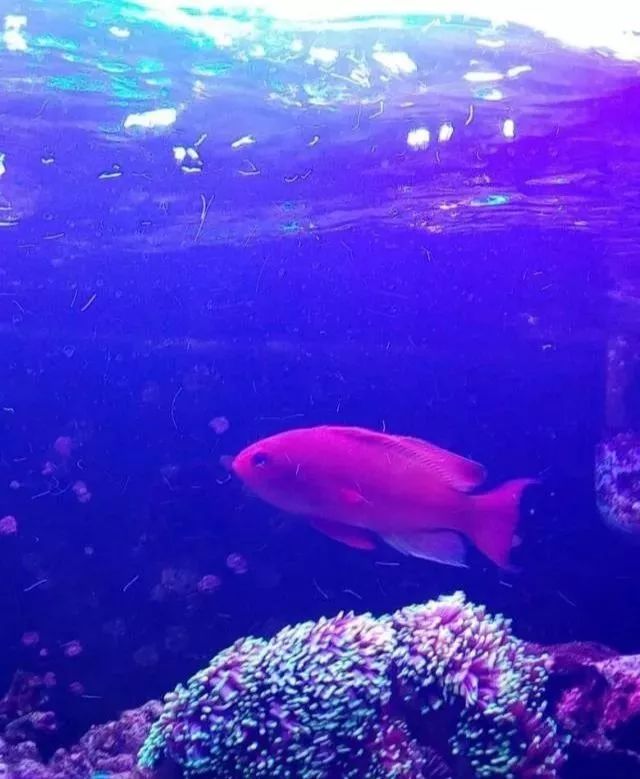 海金鱼状态不好怎么处理,草金鱼养着养着褪色了是怎么回事