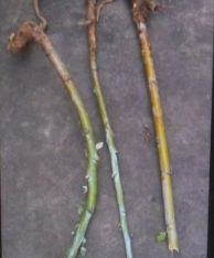 牙痛名医治疗案例,治牙痛偏方绝招立竿见影