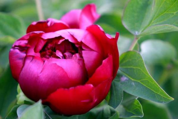 罕见的蓝色彼岸花品种有哪些,世界上最美丽的花彼岸花排第几