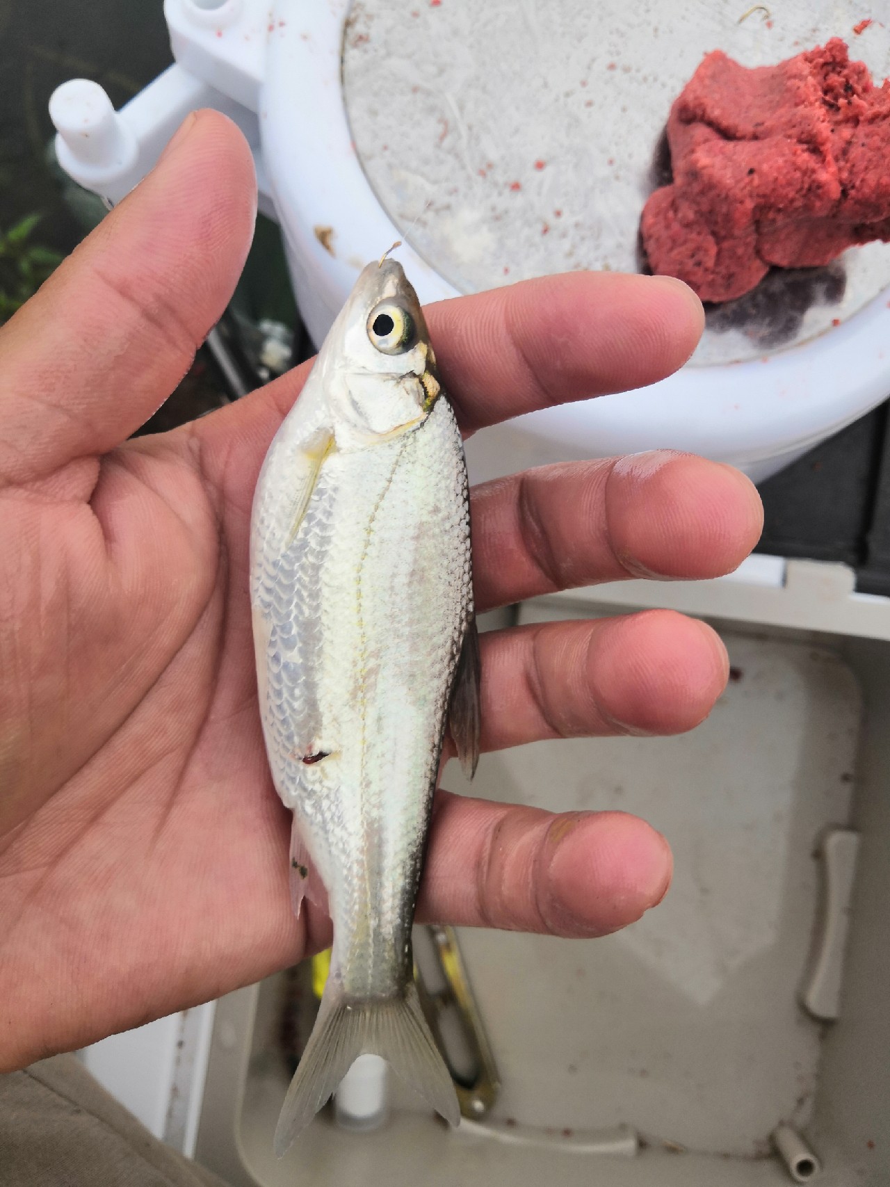 首钓笤溪钓位全靠枪逛拉逆鱼兼钓获多鱼种~