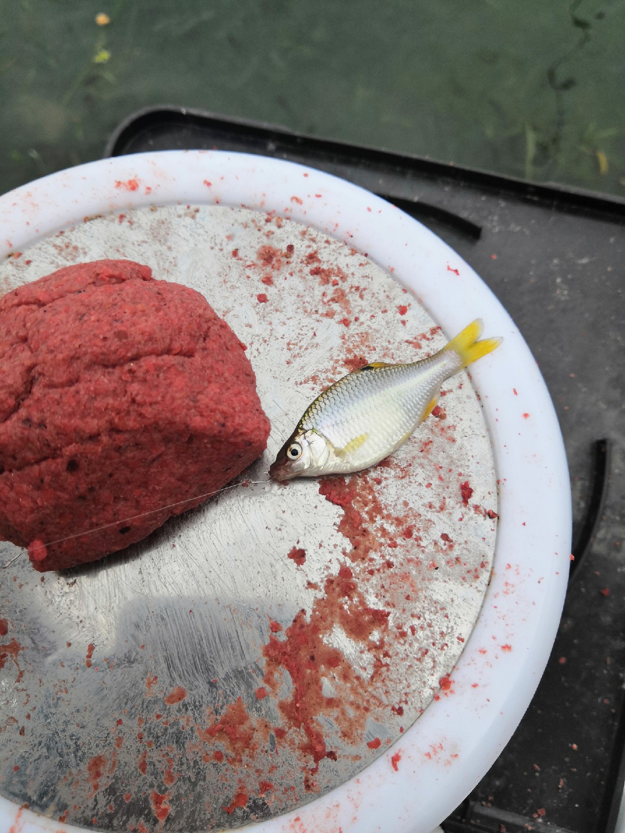 首钓笤溪钓位全靠枪逛拉逆鱼兼钓获多鱼种~