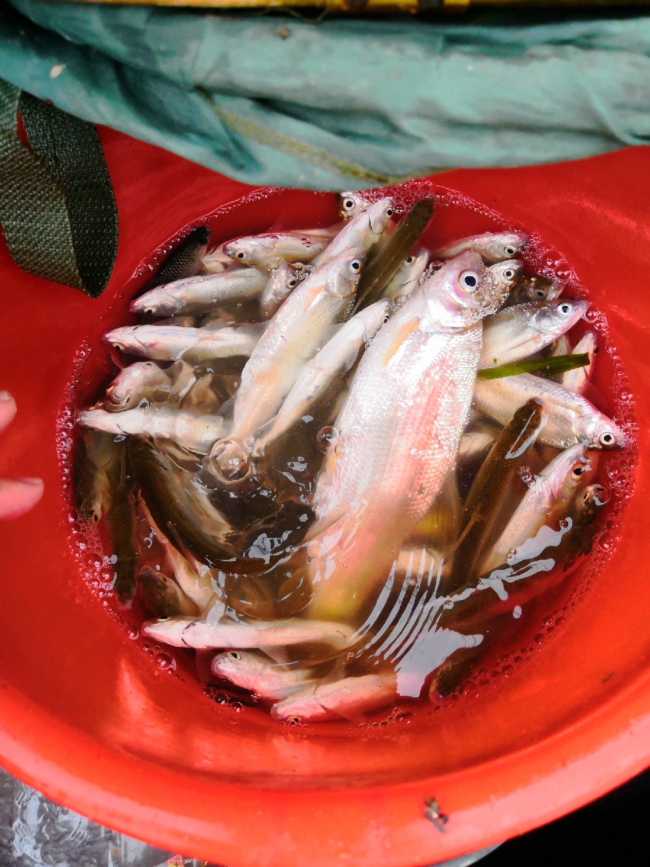 首钓笤溪钓位全靠枪逛拉逆鱼兼钓获多鱼种~