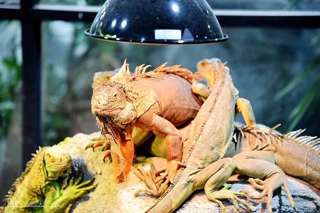 厦门最值得带孩子去玩的景点,带孩子厦门室内旅游景点推荐