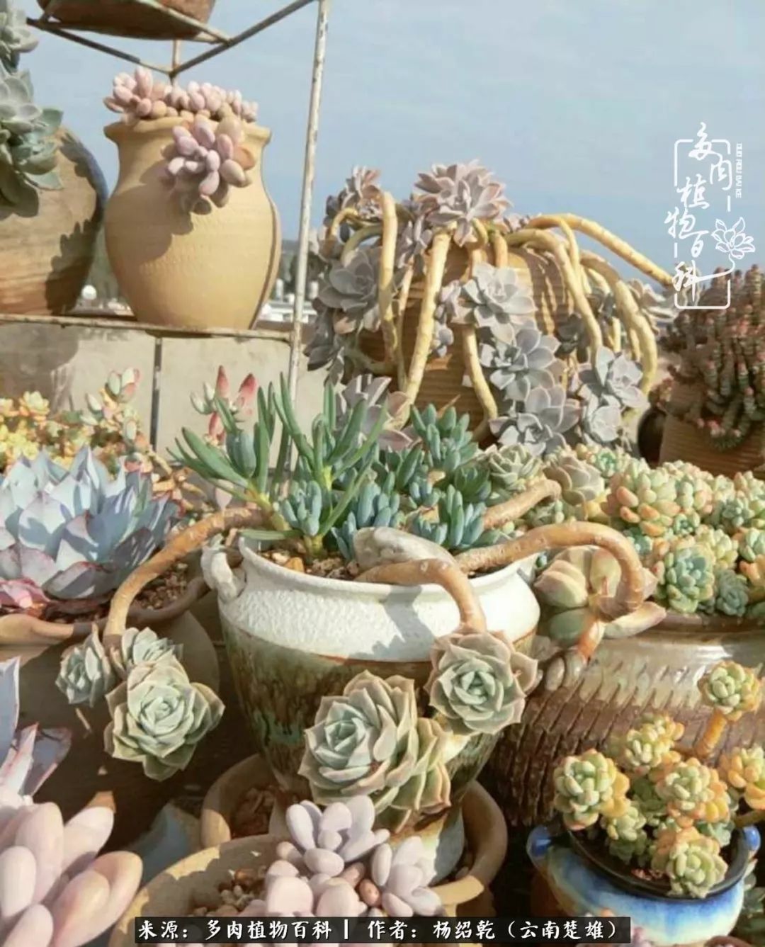 梦中的多肉植物,梦中的多肉花园图片