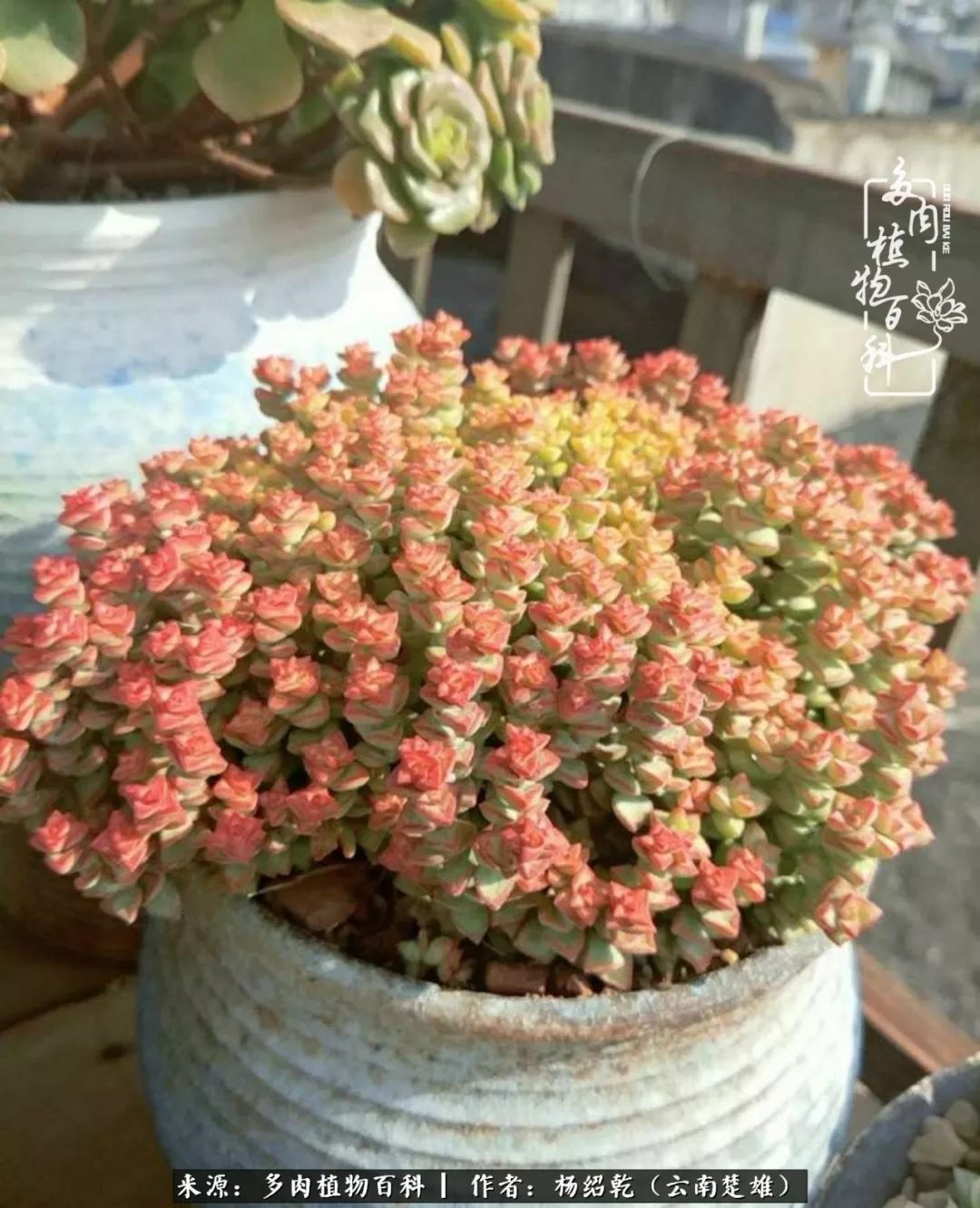 梦中的多肉植物,梦中的多肉花园图片