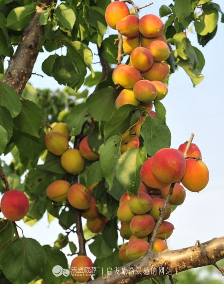 巨鹿县靠两果一花28年干了这么多大事