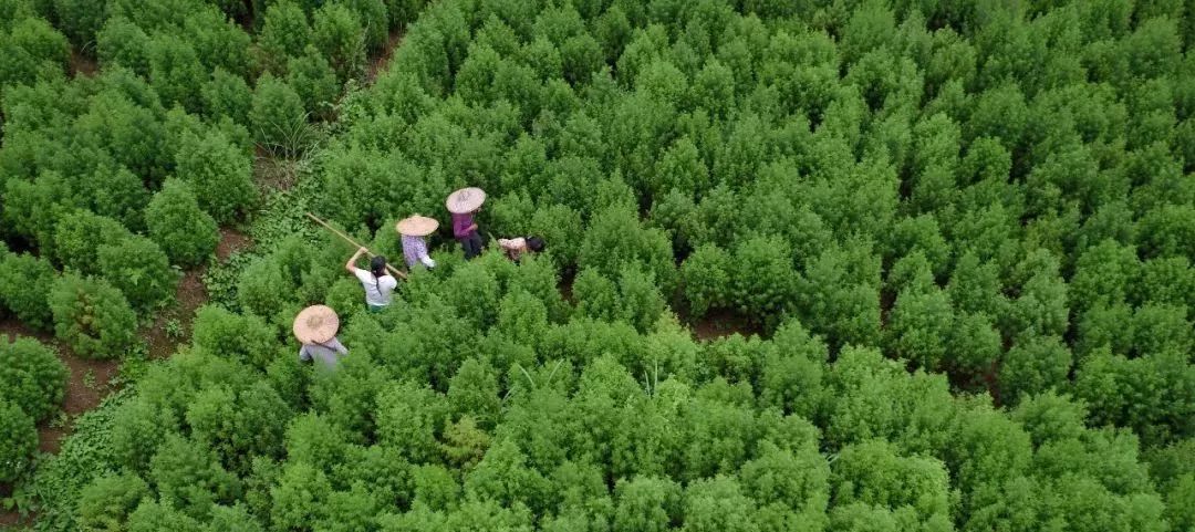 自豪！广西助攻屠呦呦团队造“中国神药”已救助全球2400多万重症疟疾患者