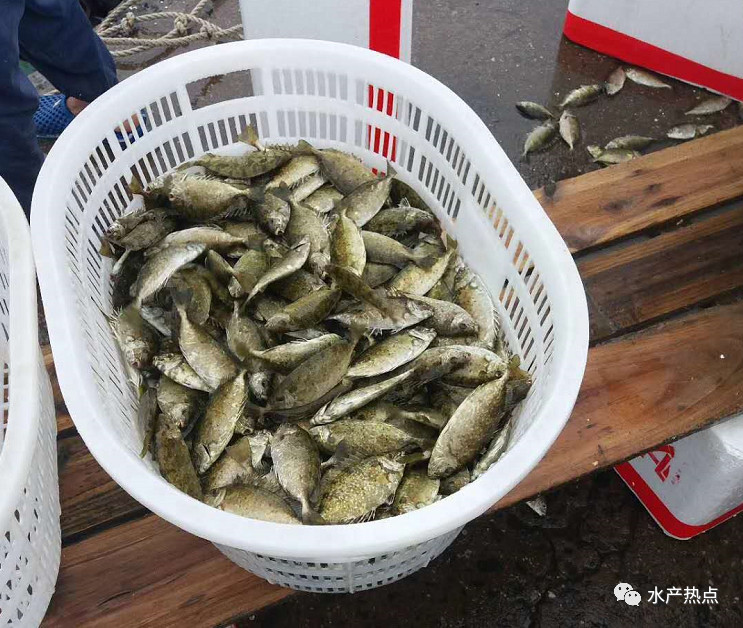 水产养殖南美白对虾秋季养虾技术,养殖技术水产南美白对虾