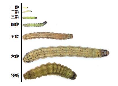 草地贪夜蛾识别与应急防治技术挂图