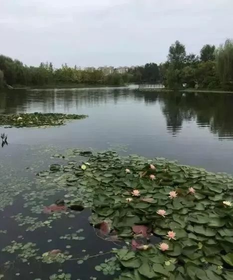郑州湿地公园有啥好玩的,郑州周边的这七大湿地公园