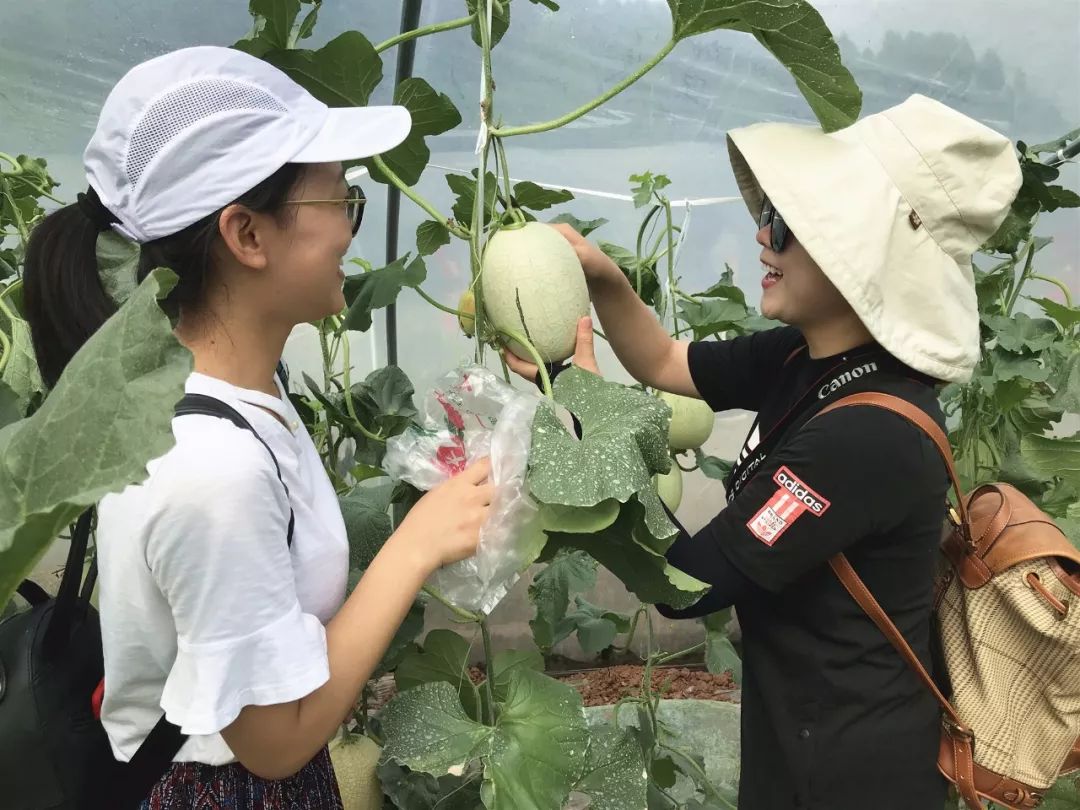附近有哪些甜瓜采摘,好耍的采摘园