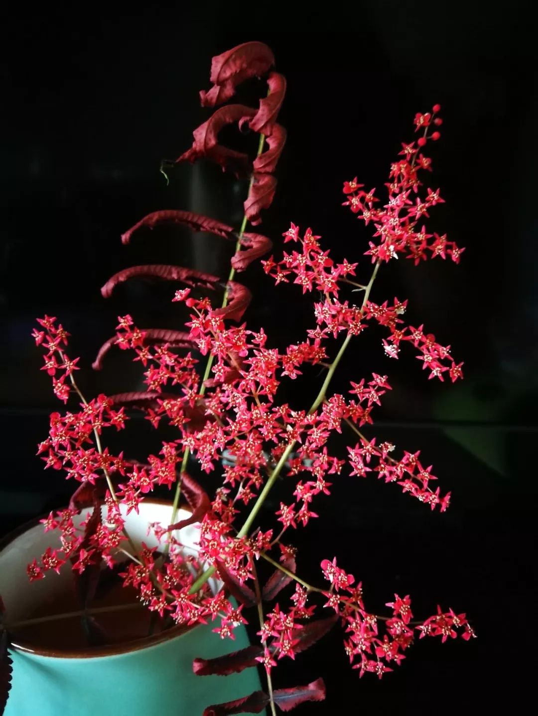 华北珍珠梅的解剖图,雪白雪白的梅花