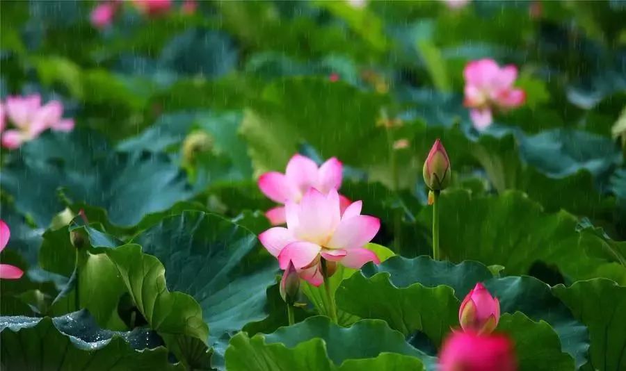 小荷已露尖尖角！陕西这5个清新荷塘雨中沁香，朦胧又诗意~